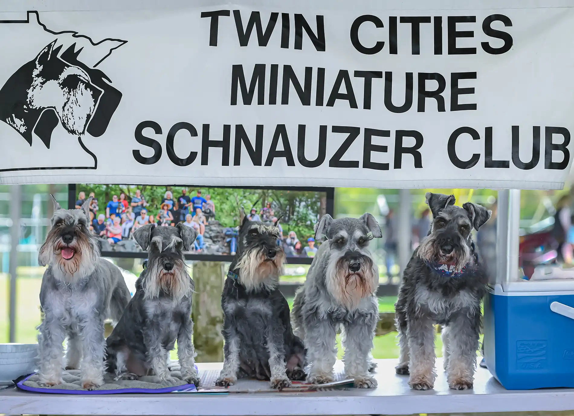 Twin Cities Miniature Schnauzer Club