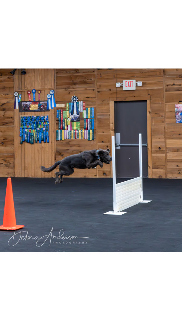 All-Breed-Obedience-and-Rally-Trials-2024-pic35