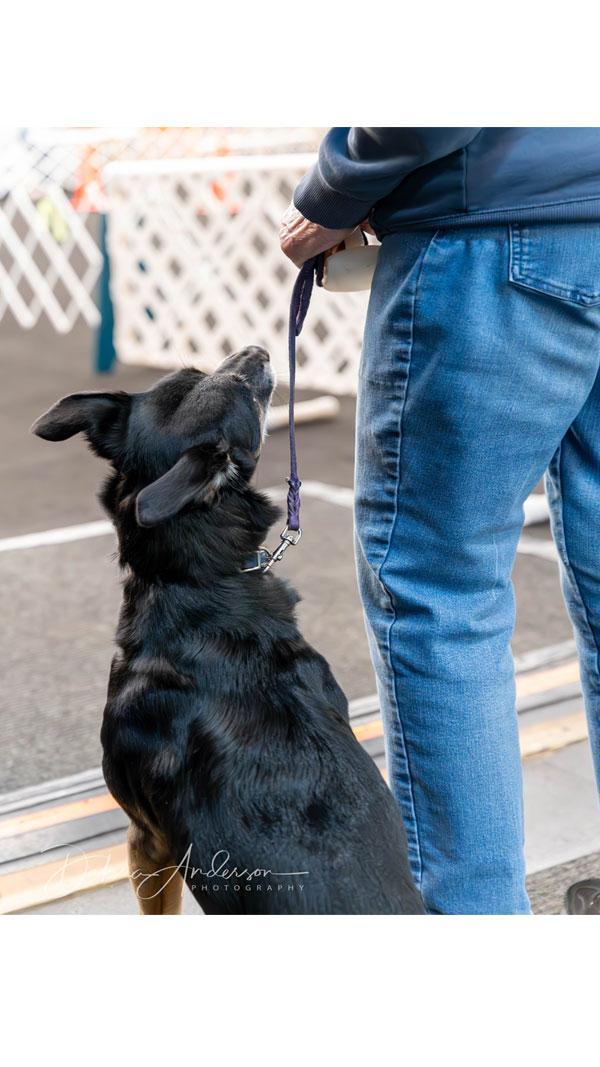 All-Breed-Obedience-and-Rally-Trials-2024-pic39