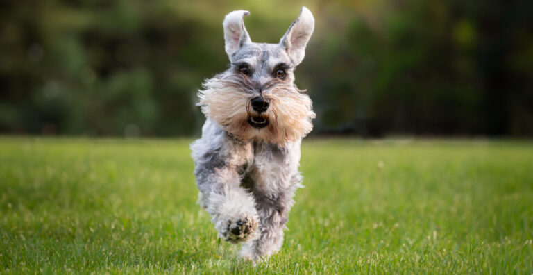 Ranger-minature-schnauzer-barn-hunt-2024-pic-1