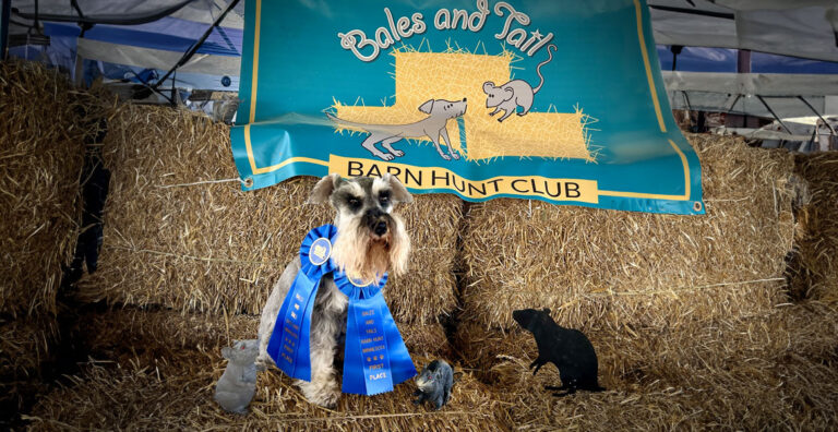 Ranger-minature-schnauzer-barn-hunt-2024-pic-2