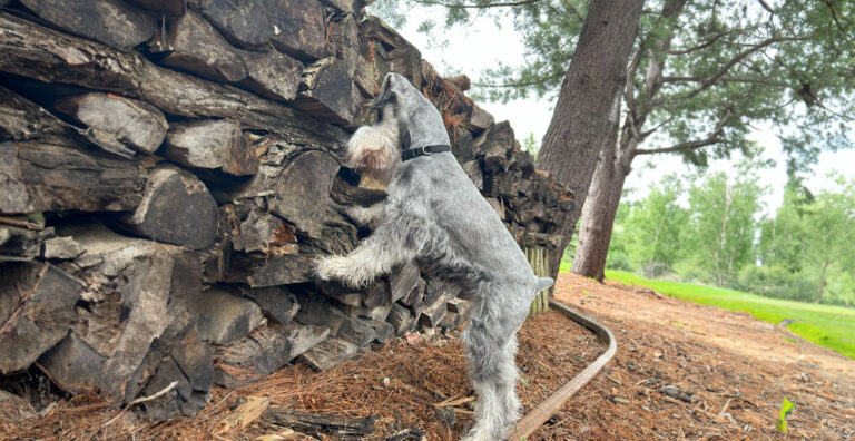 Ranger-minature-schnauzer-barn-hunt-2024-pic-3