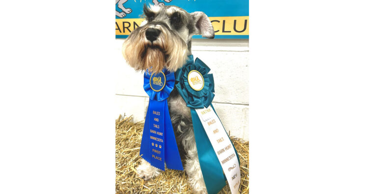 Ranger-minature-schnauzer-barn-hunt-2024-pic-5