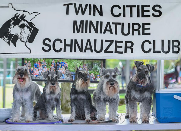 Twin-Cities-Miniature-Schnauzer-Club-Specialty-Show-2023