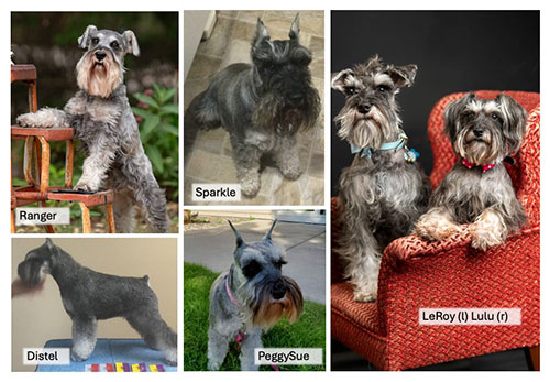 meet-the-minature-schnauzers-state-fair-2024_